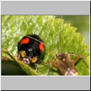 Harmonia axyridis - Asiatischer Marienkaefer 54.jpg